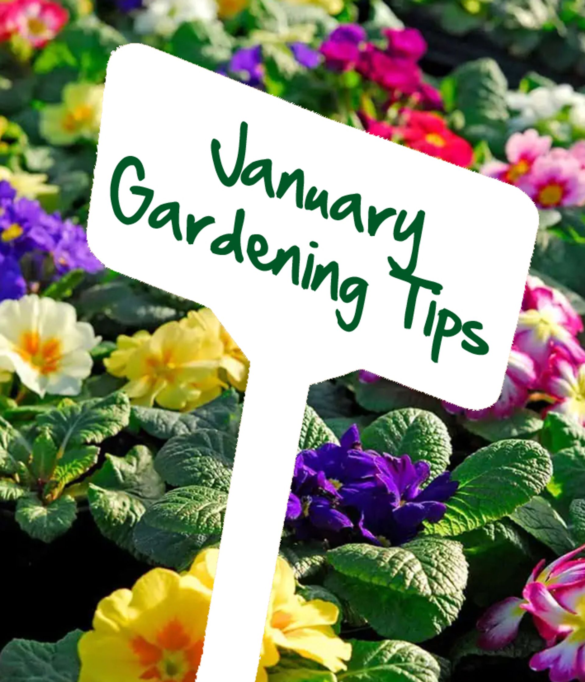 January Gardening Tips by Reg Moule